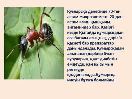 Порно студиясының шымылдығы - Онлайн бейнелерді көру