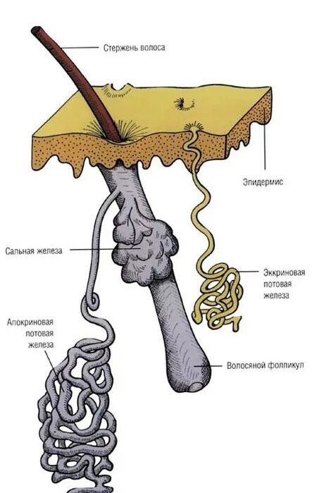 Млечные сальные и потовые железы. Потовая железа белковый секрет. Потовые и сальные железы строение. Амакриновая потовые железы. Строение потовых и сальных желез.
