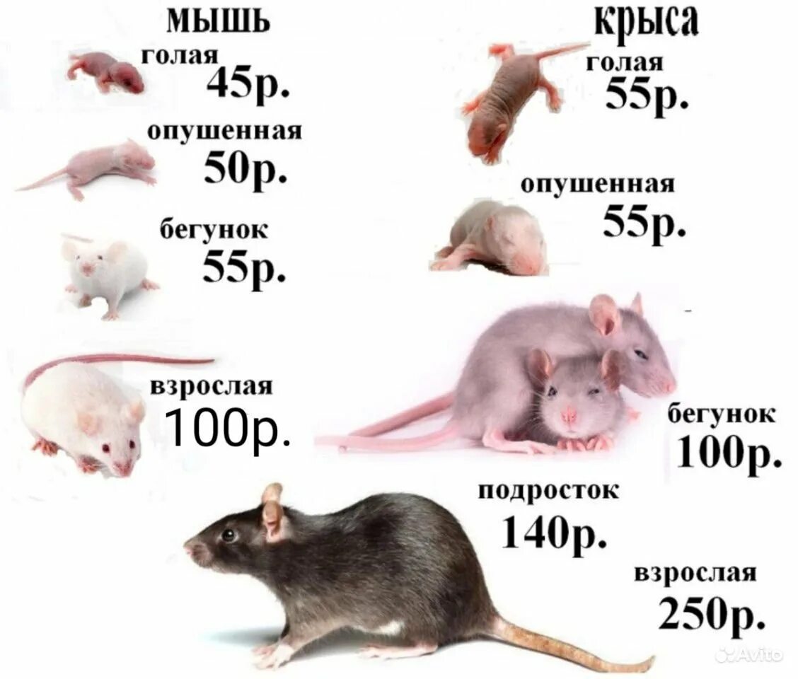 Размеры мышиных. Размеры кормовых крыс. размеры кормовых мышей. размер мыши.