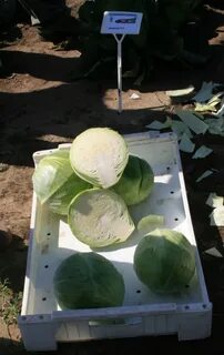 Циклон сорт капусты
