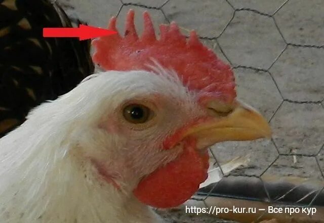 Куриные гребешки. У кур белые гребни. Курица жмурится. Гребень петуха. Парша кур (белый гребень).