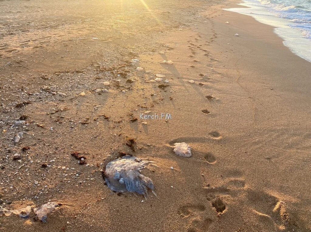Медуза корнерот в азовском море. Голубицкая медузы. Корнерот медуза в черном. Керчь медузы. Почему медузы приплывают к берегу азовского.