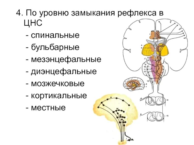 Рефлексы по уровню замыкания в ЦНС. Классификация рефлексов по уровню замыкания в ЦНС. Уровни замыкания рефлексов в ЦНС. Классификация рефлексов по уровню замыкания в ЦНС физиология. Рефлексы замыкаются