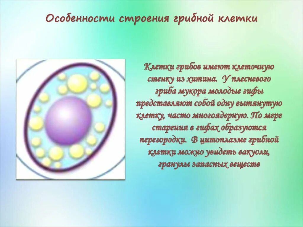 Клетка гриба строение 5 класс. Клетка гриба. строение клетки гриба. особенности клетки гриба.