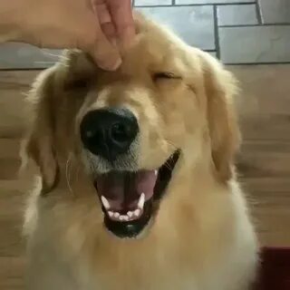Видео собака животное