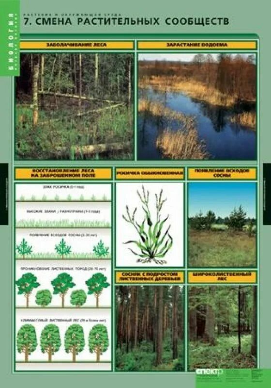 Комплект таблиц "растения и окружающая среда" (7 таблиц). Смена растительных сообществ. Растения в таблице лес. Растения из растительного сообщества болото.