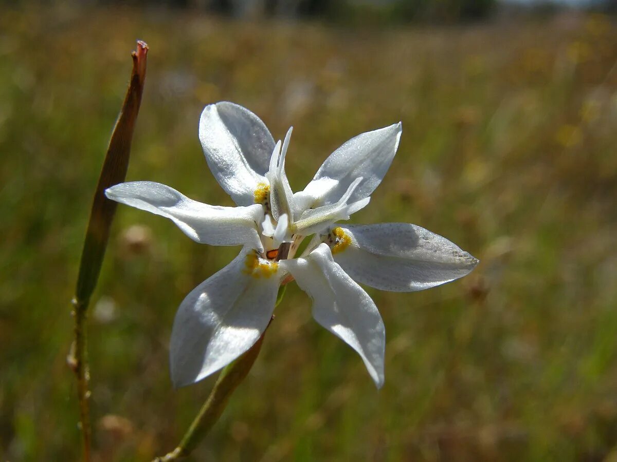 Растения названные в честь. Moraea tulbaghensis. Морея растение. Moraea villosa. Moraea Африканская.