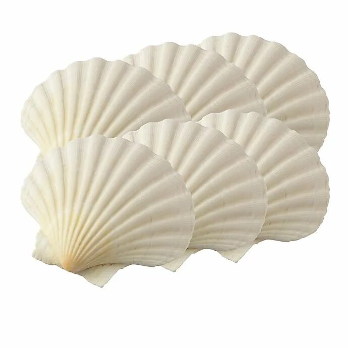 Scallop Shell раковина. Shell Scallop 25x40. Морской гребешок Ракушка. Белая Ракушка.