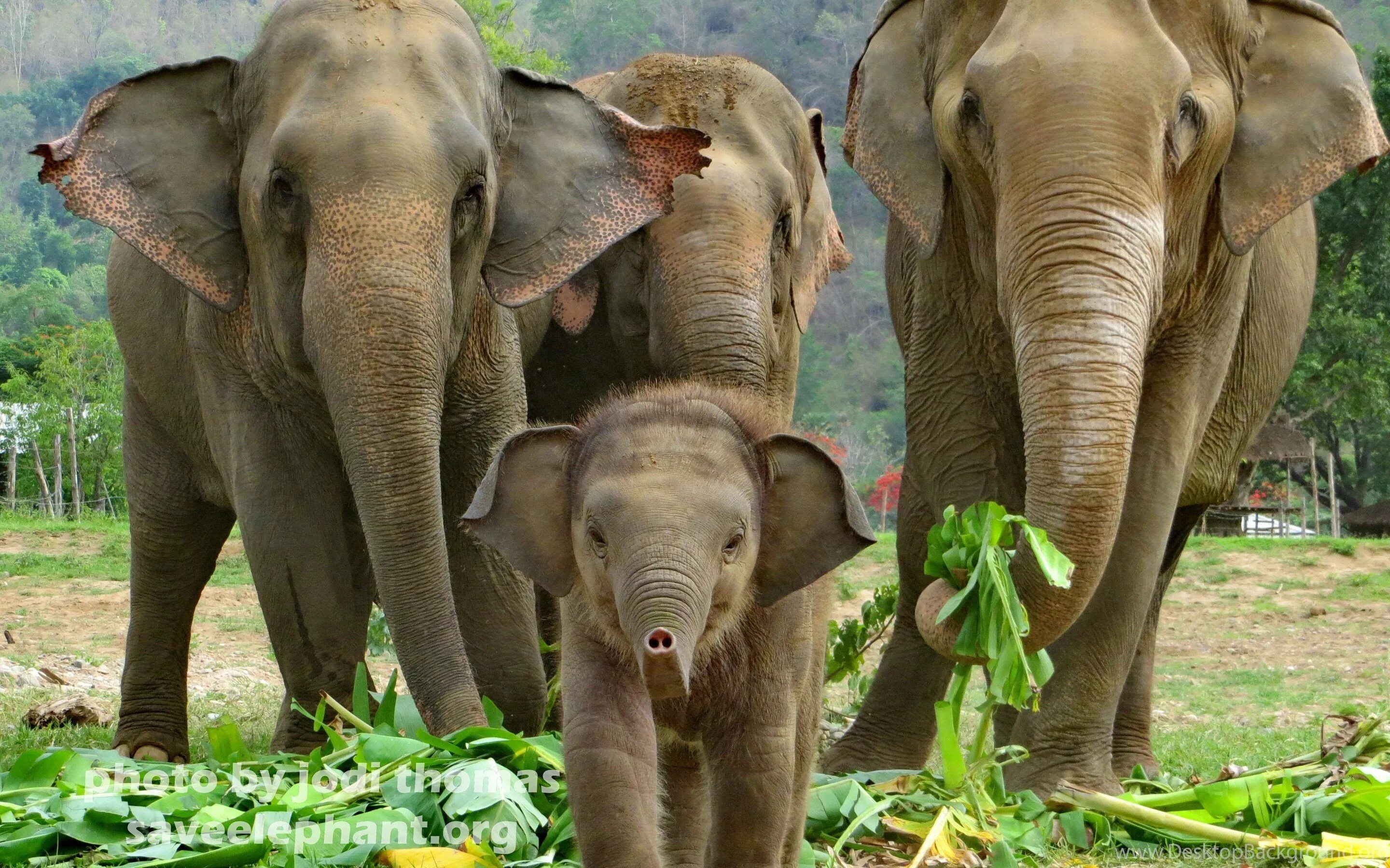 Слон. Красивый слон. Семья слонов. Слон фото.