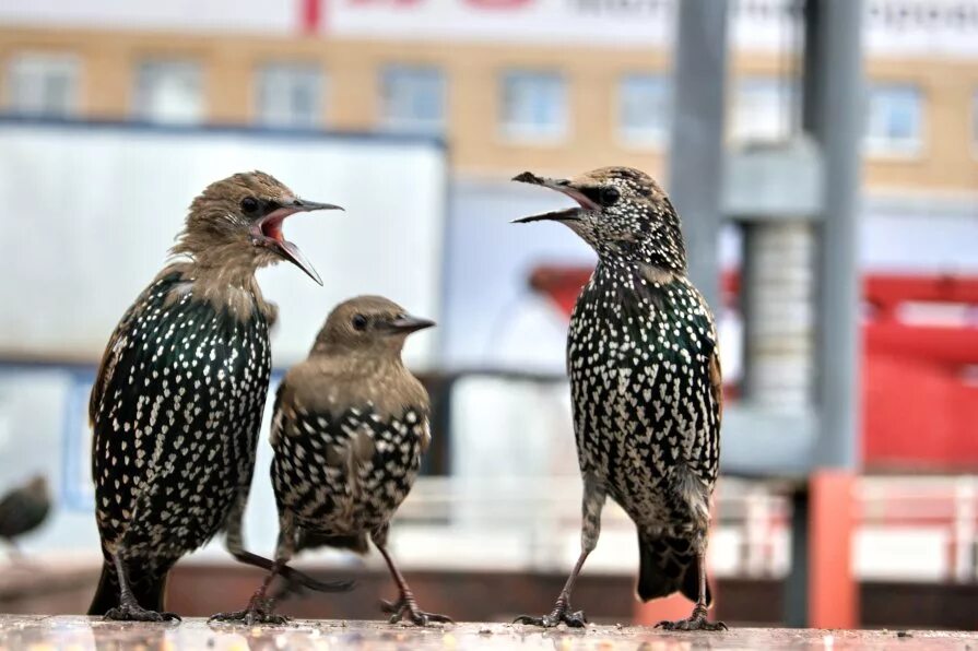 Какие птицы сейчас в москве. Скворец. Скворцы в Москве. Скворец пятнистый. Птицы Москвы.