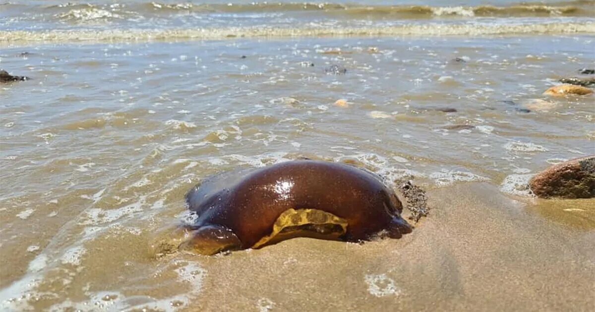 Неизвестные морские животные. Существа выброшенные на берег. В Австралии выбросило на берег существо. Загадочное животное выбросило на пляж. Вынесло на берег