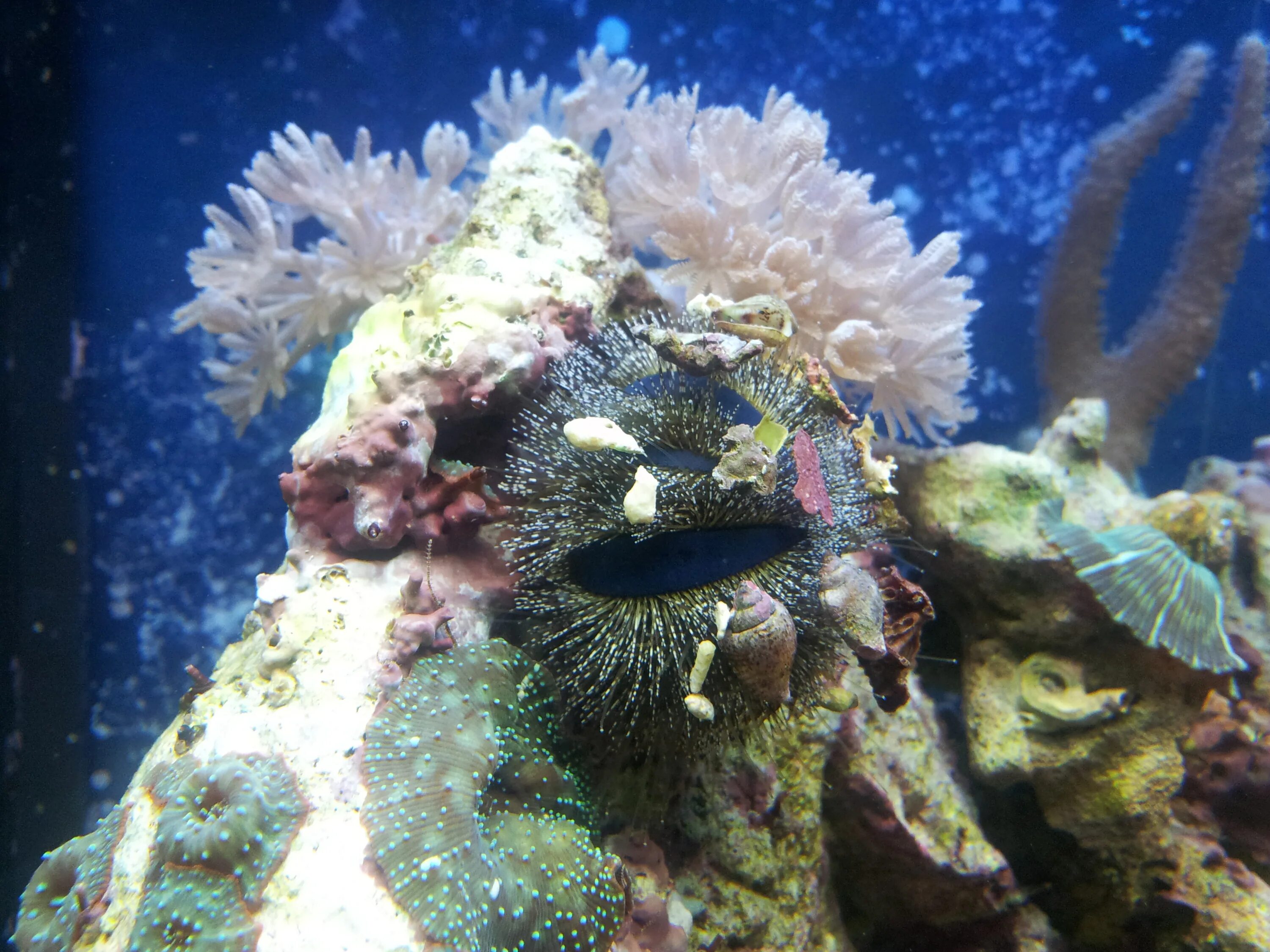 еж сальмацис - красный короткоиглый. морской еж в аквариуме. морской ёж меспилия. морской еж в аквариуме. еж в аквариуме.