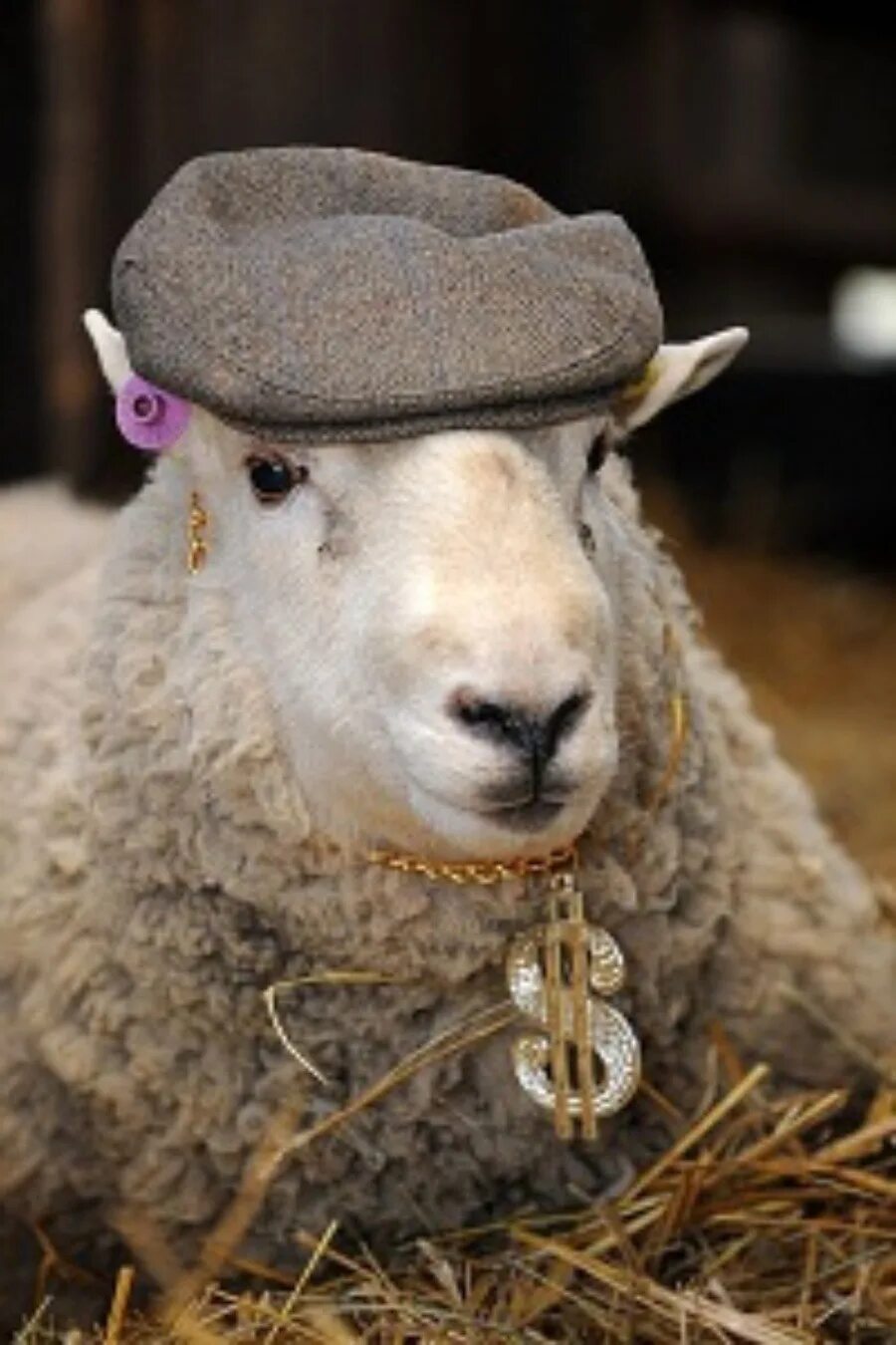 Овца останется овцой. Овца. У мамеда было 10 овец все кроме 9 околели сколько овец осталось у мамеда. Овца останется овцой. Горная порода овец.