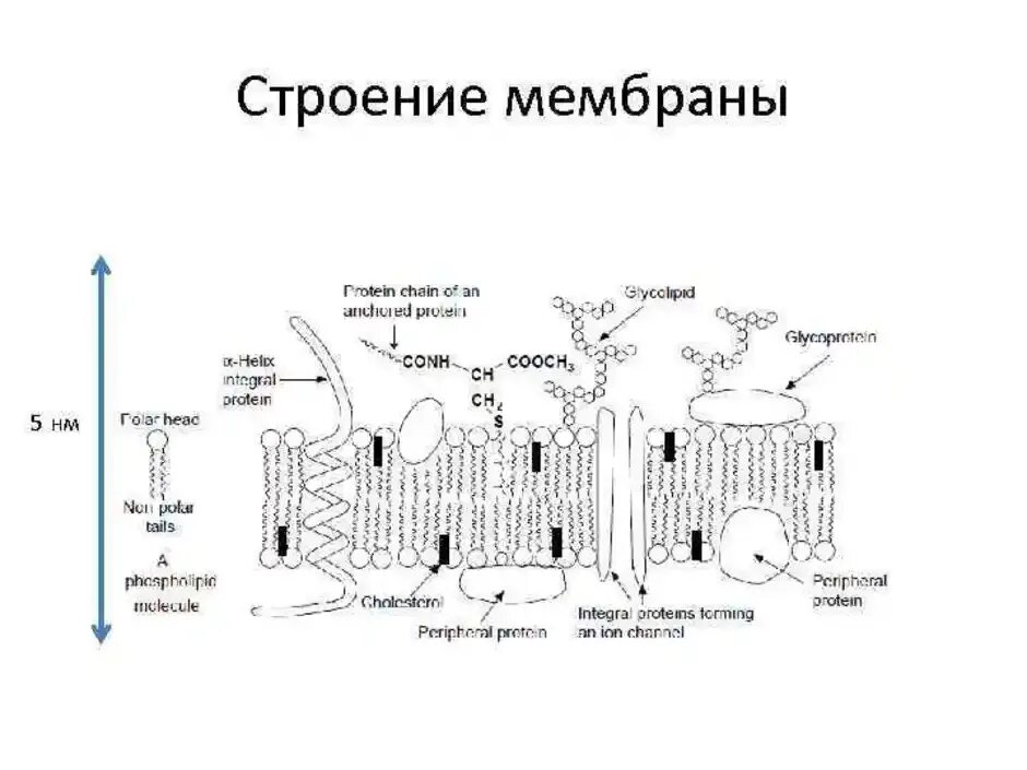 Строение мембраны клетки рисунок. Структурные компоненты мембраны клетки. Схему строения элементарной клеточной мембраны. Строение клеточной мембраны ЕГЭ.