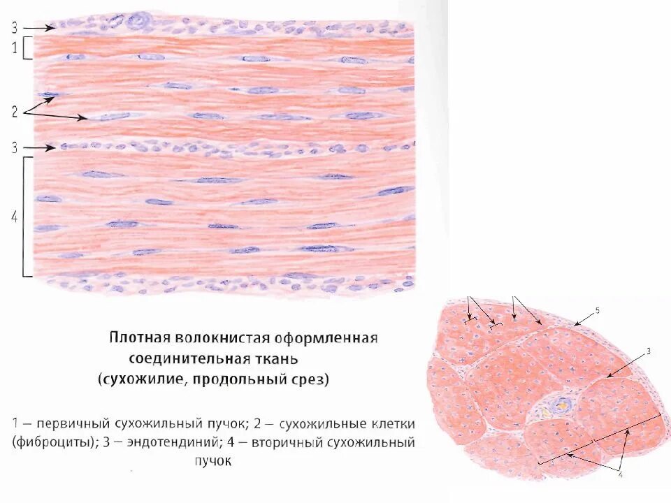 Плотная оформленная ткань. Плотная оформленная соединительная ткань препарат продольный срез. Плотная оформленная соединительная ткань срез сухожилия. Плотная оформленная соединительная ткань сухожилия теленка. Плотная оформленная соединительная ткань препарат гистология.