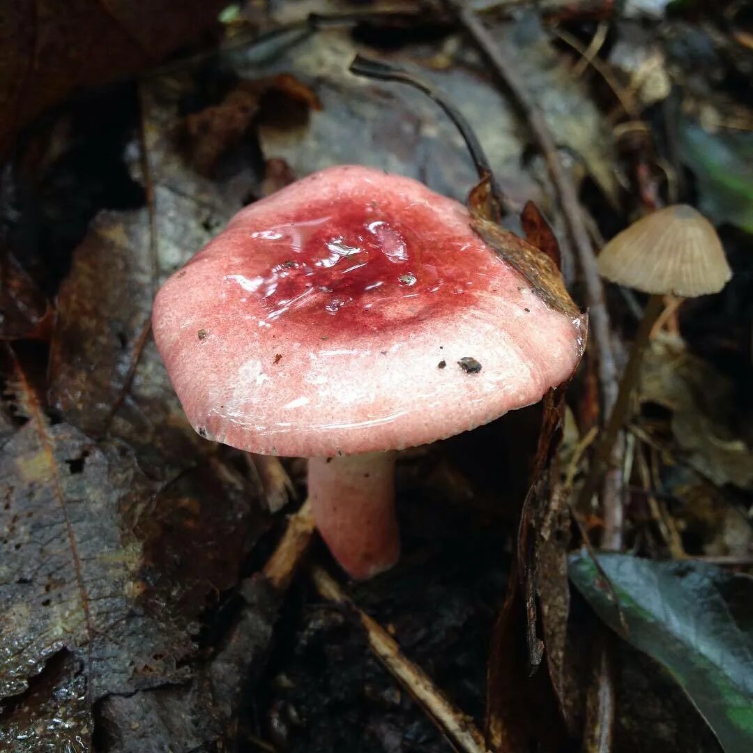 Гриб сыроежка розовый. Сыроежка охристая. Сыроежка розовоногая - Russula roseipes. Розовая сыроежка гриб. Сыроежка бледно охристая.