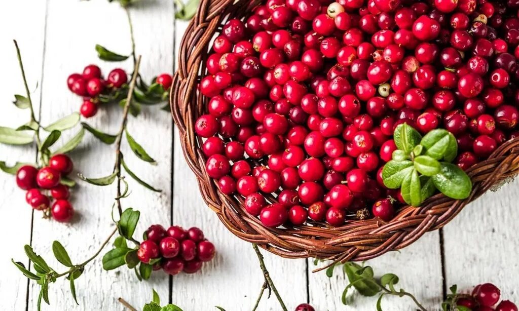 Клюква ягода. Cranberries ягода. Клюква 1 ягода. Cowberry брусника.