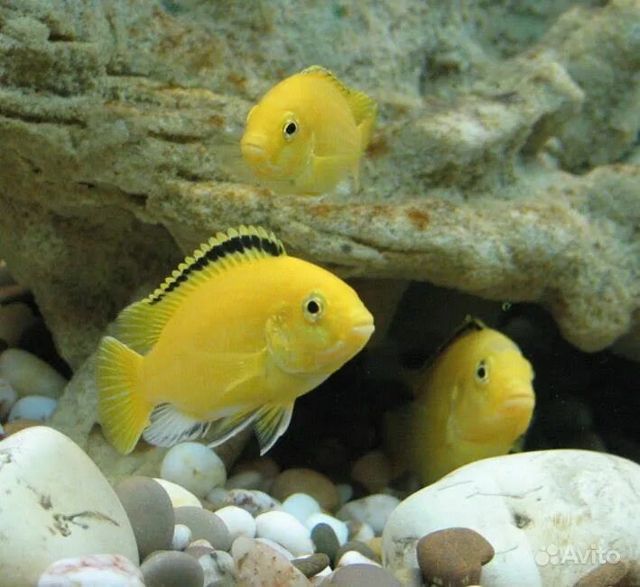 елоу. елоу. цихлида еллоу самец. лабидохромис. лабидохромис еллоу.