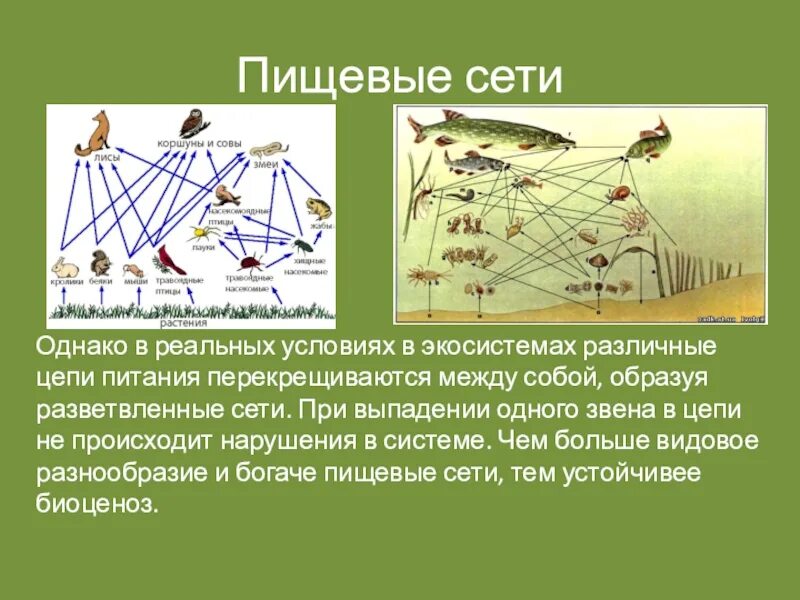 Презентация пищевые связи в экосистеме 11 класс. Пищевая сеть. Пищевая сеть экосистемы. Пищевые цепи и сети. Что такое пищевая цепь и пищевая сеть.