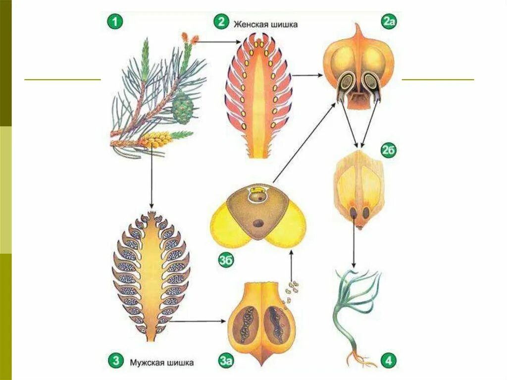 Строение шишки голосеменных растений рисунок. Строение мужской шишки сосны обыкновенной. Строение мужской шишки голосеменных растений. Строение мужской и женской шишки голосеменных. Голосеменные растения пыльца