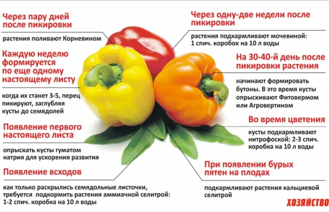 Как отличить перец. Схема подкормки болгарского перца. Болгарский перец. Схема подкормки сладкого перца. Схема удобрения перца.