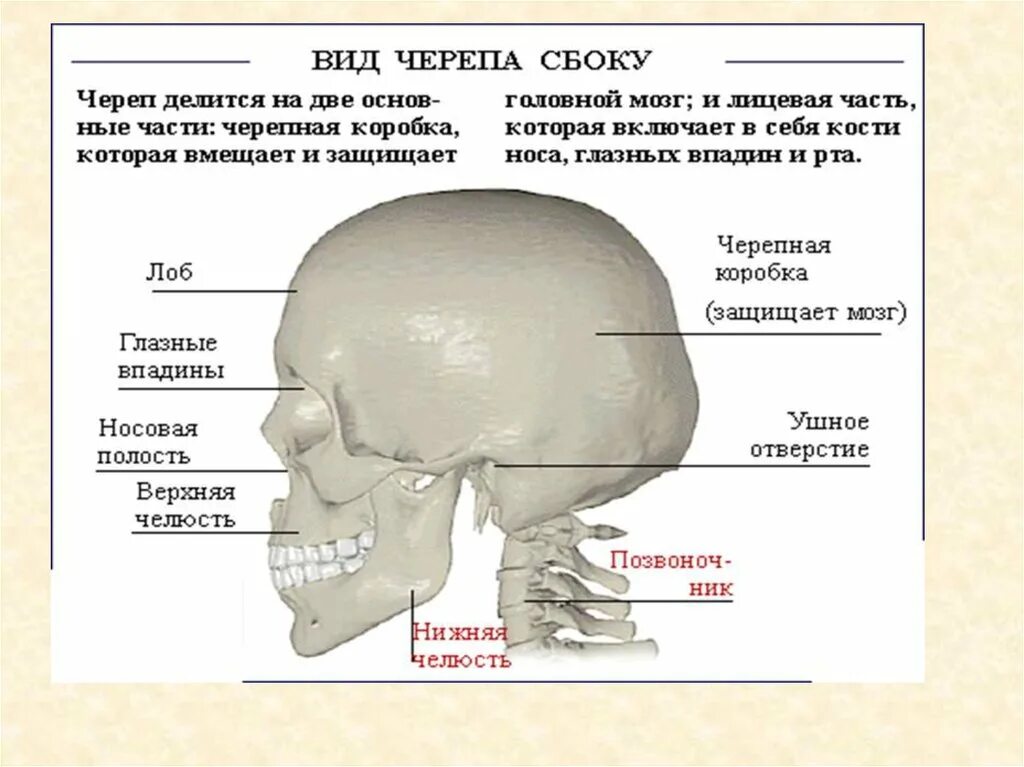 Череп сбоку. Возрастные изменения черепа человека вид сбоку. Череп вид прямо и сбоку. Мозговая лицевая часть черепа