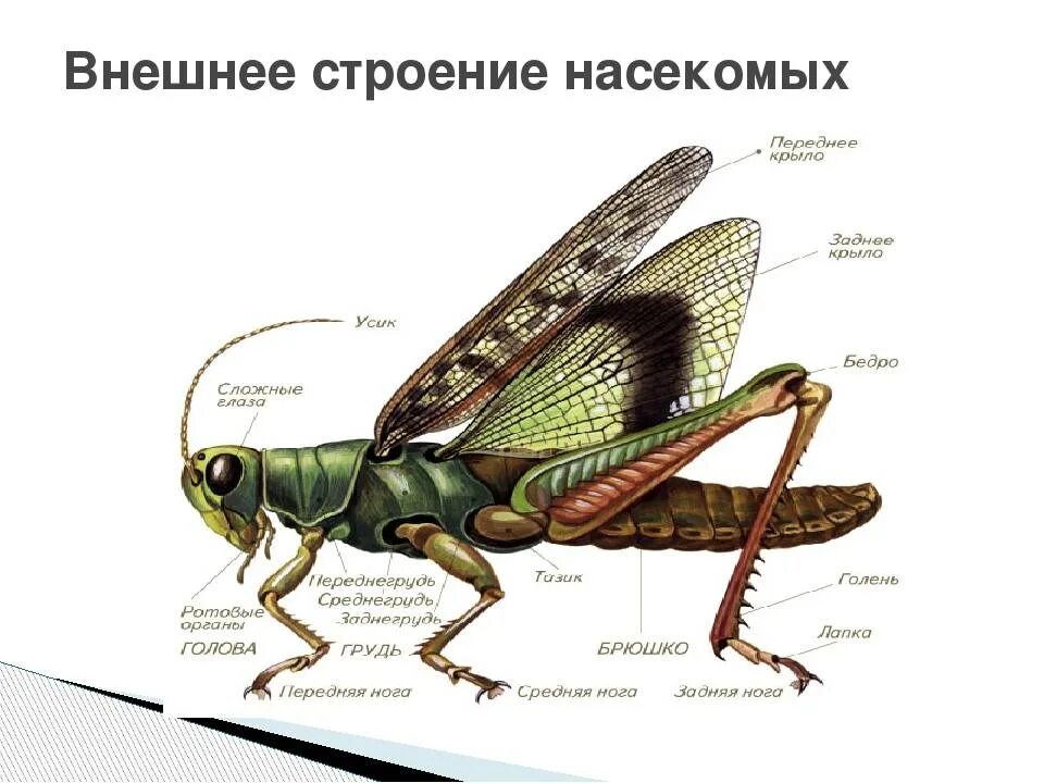 Внешнее и внутреннее строение насекомого биология 7 класс. Внешнее строение насекомообразные. Внешнее строение насекомых 7 класс. Строение насекомых 7 класс биология.