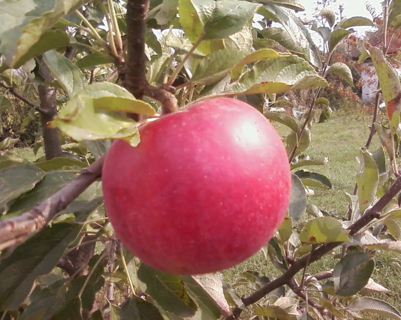 Зимний сорт яблок 5 букв. Урожай яблок. Яблоня джулия. Сорт яблони "кутузовский". Яблоня вологодское зимнее.