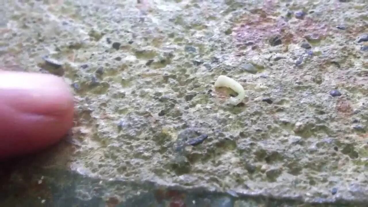 tapeworms eggs on dog On CureZone Image Gallery