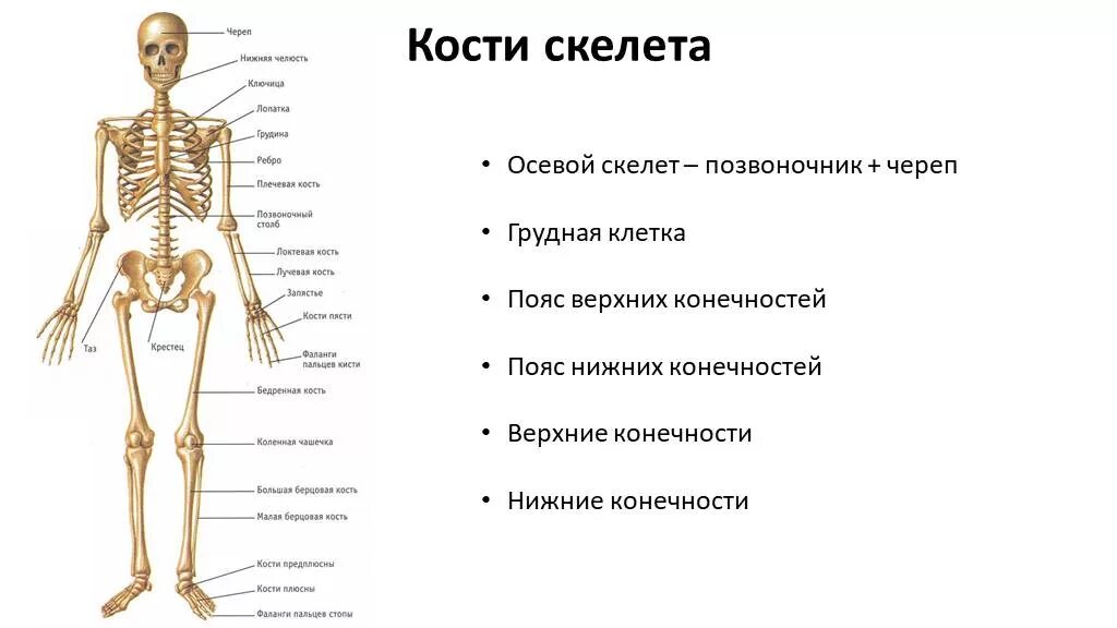 Осевой скелет, скелет туловища скелет конечностей. Осевой скелет человека анатомия. Скелет череп туловище верхняя конечность нижняя. Строение скелета человека 8 класс биология.