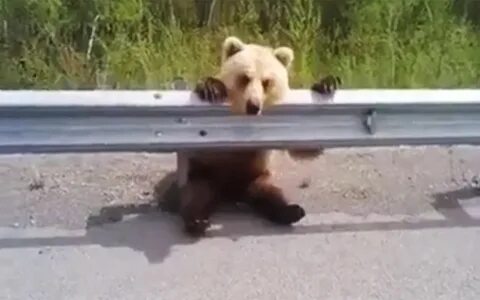 Видео про приведена