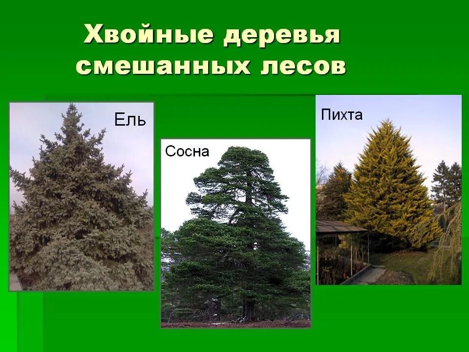Осина пихта сосна. Ель сосна пихта. сосна пихта ольха лиственница. ель пихта лиственница. ель пихта сосна береза.
