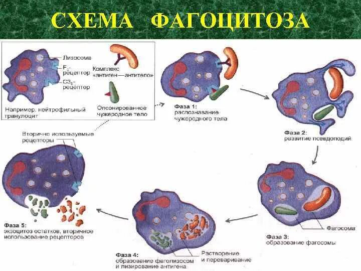 Стадии фагоцитоза иммунология таблица. Схема фагоцитоза. Фагоцитоз этапы рисунок. Процесс фагоцитоза схема.