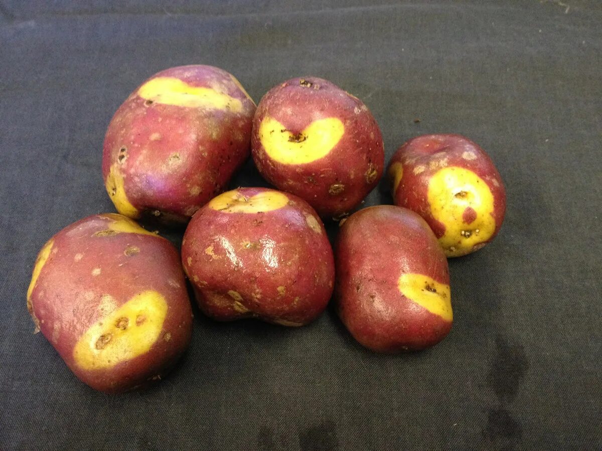 Potato Selector at Thompson-Morgan