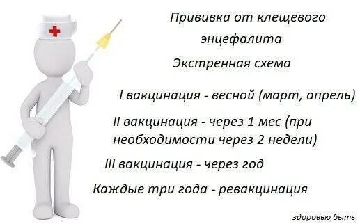 Против клещевого энцефалита схема. Прививка о клещевого энцефалита схема вакцинации. Прививки против клещевого энцефалита схема. Прививка против клещевого энцефалита схема вакцинации. Экстренная схема вакцинации клещевого энцефалита.