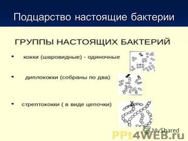 настоящие бактерии. шаровидные бактерии кокки рисунок. царство настоящие бактерии. настоящие бактерии это в биологии. настоящие бактерии представители.