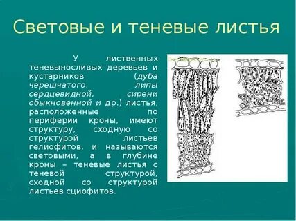 Световой лист