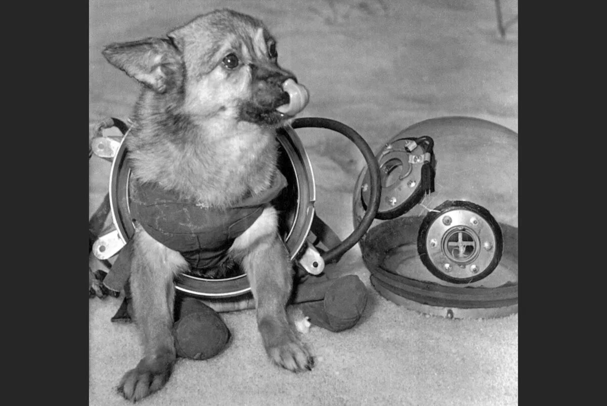 Первое живое существо совершившее космический полет. Собаки космонавты. Собаки в космосе СССР. Белка и стрелка собаки космонавты. Собака в скафандре.