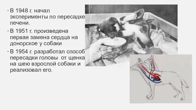 Описание шарика собачье сердце. Герои повести собачье сердце. Собачье сердце что пересадили собаке. Характеристика героев повести собачье сердце. Собачье сердце что пересадили собаке.