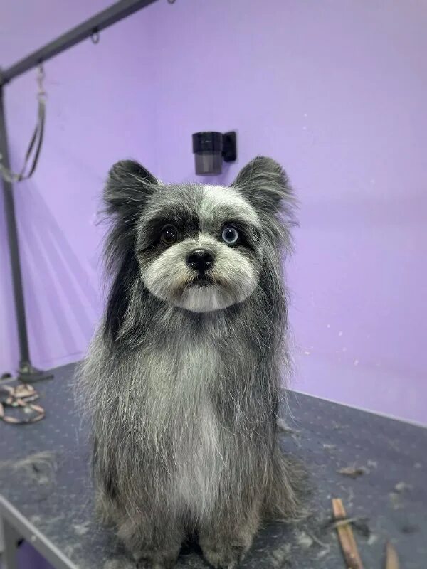 пушистый рай 2024