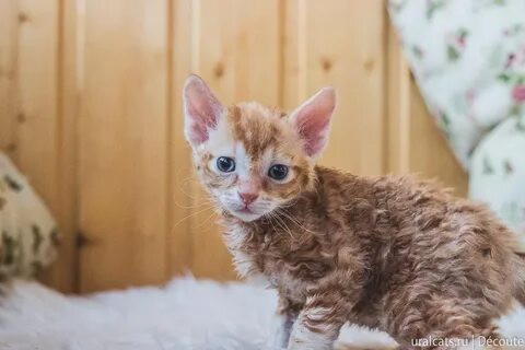 Уральский кот