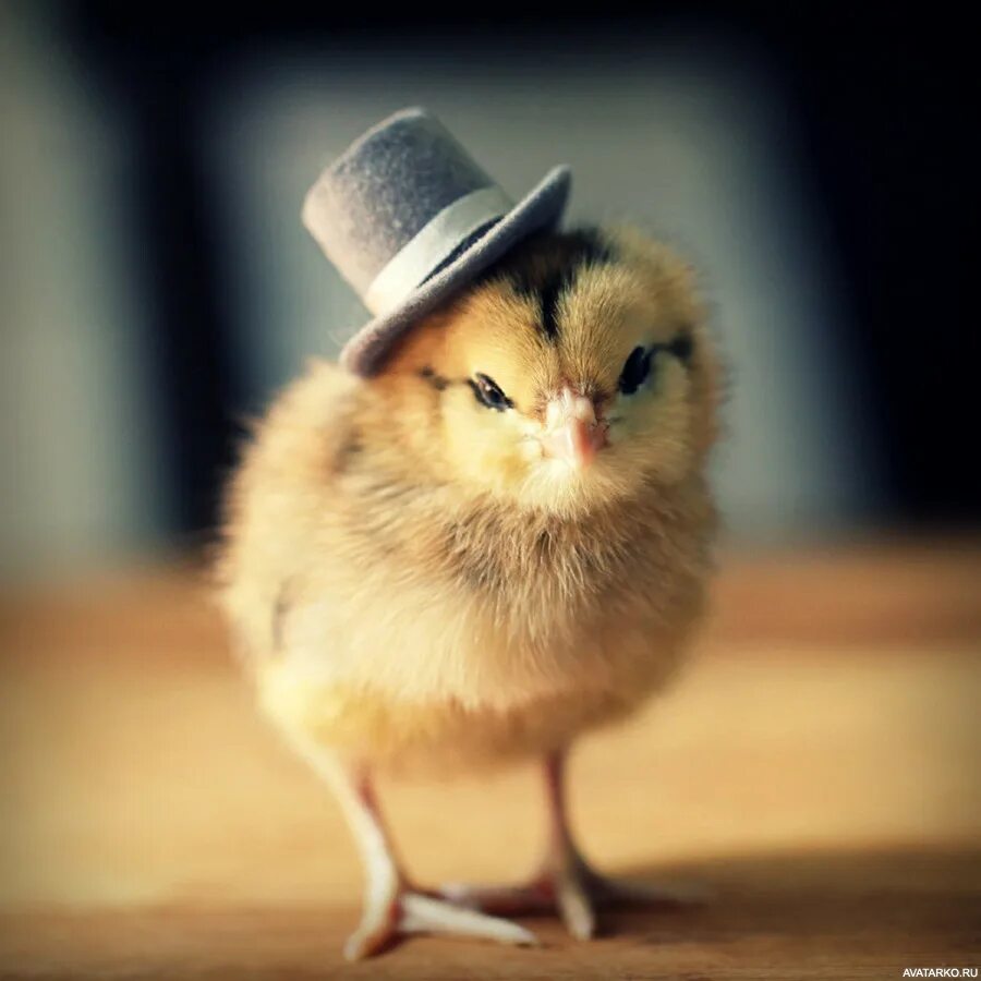 Маленькие цыпы. Милый цыпленок. Смешной цыпленок. Милые курочки. Цыпленок в шляпе.