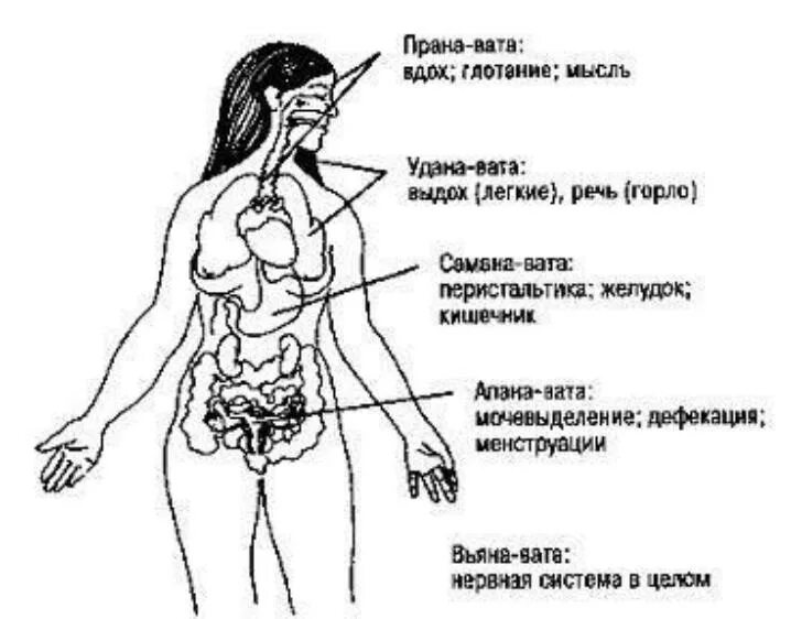 Что такое прана. Апана удана. оджас теджас и прана. прана вайю. прана апана вьяна самана и удана.