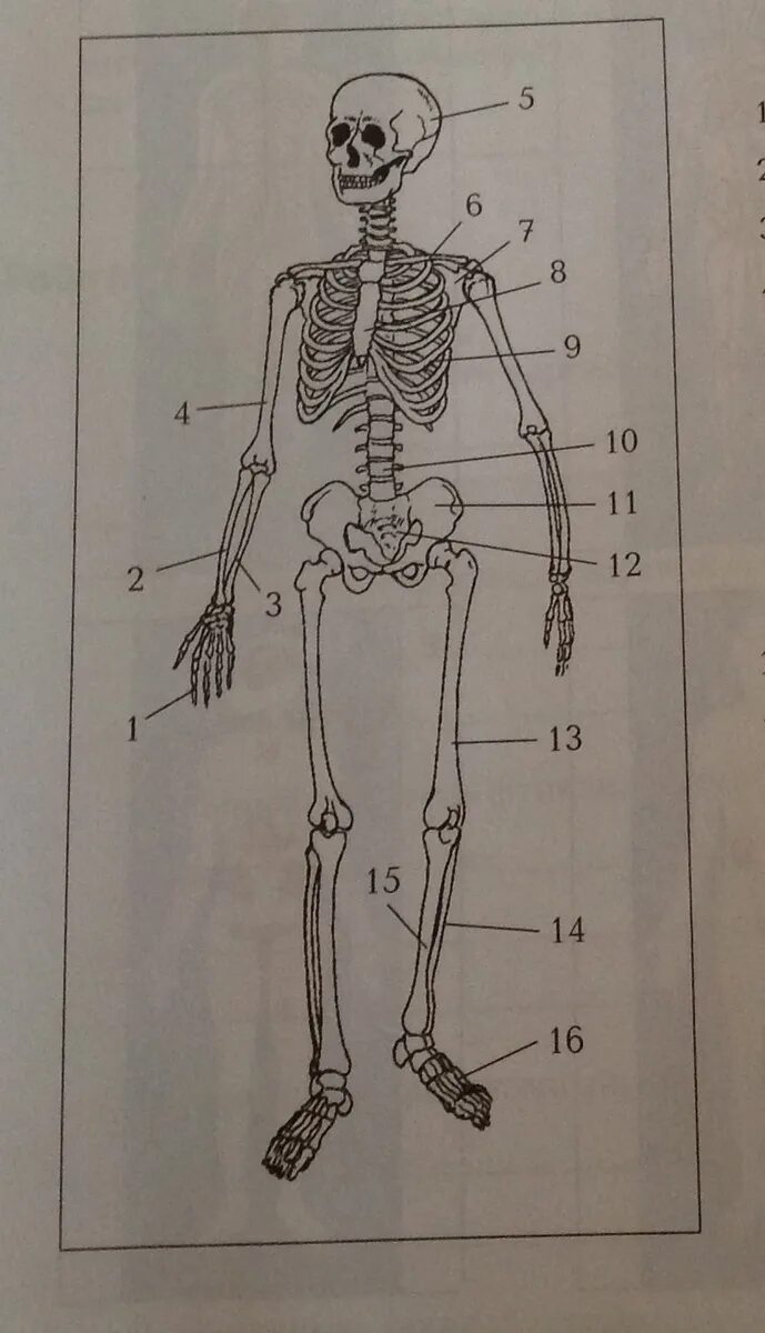 Скелет человека. Кости скелета. Строение скелета человека. Схема строения скелета.