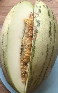 Внутри дыни
