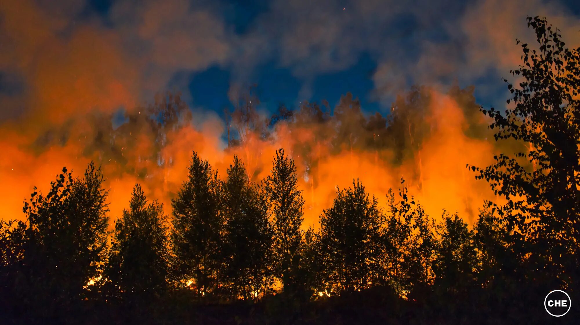 Пожар в лесу воронеж. Лесные пожары в рязани и рязанской области. Над лесом занялся пожар. Лес сгорел в абхазии. Лес в огне.