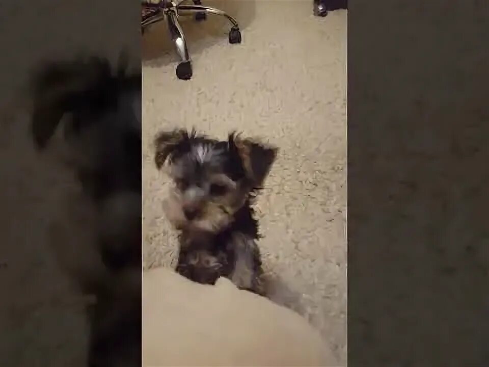 Йорк щенок лает. Йоркширский терьер лает. Гавканье йорка. Йоркширский терьер породы собак. Лай йорка слушать.