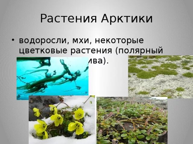 Выберите растения арктических пустынь. Растения Арктики водоросли. Растения арктической зоны. Цветковые растения Арктики. Растения арктических пустынь водоросли.