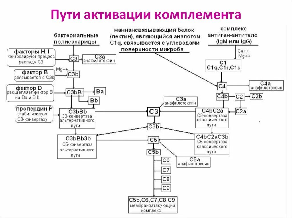 Схема активации комплемента. Активация системы комплемента 3 схемы. Система комплемента классический путь схема. Классический путь активации системы комплемента. Классический путь активации системы комплемента иммунология схема.