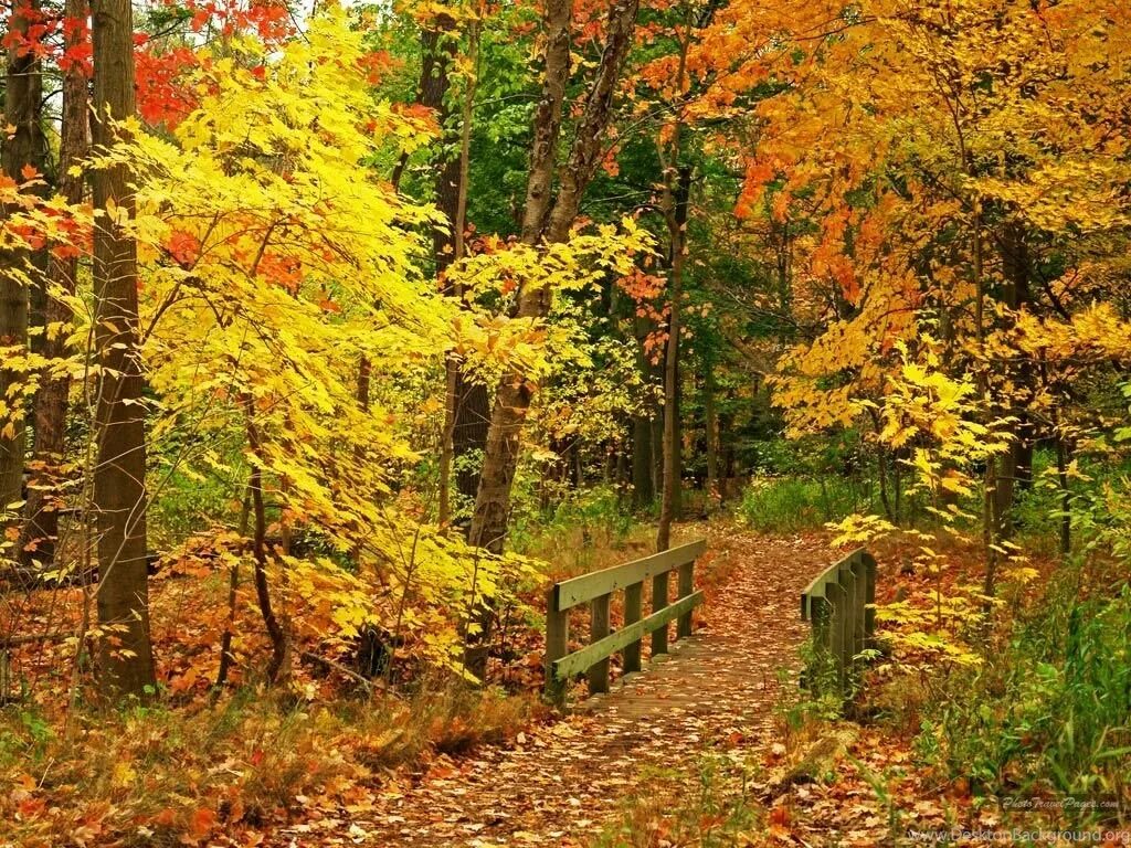 Осень. Ранняя осень в лесу. Осень октябрь. Осенний лес листопад.
